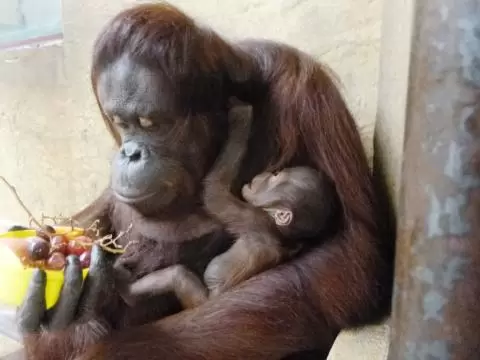 札幌市円山動物園の写真1