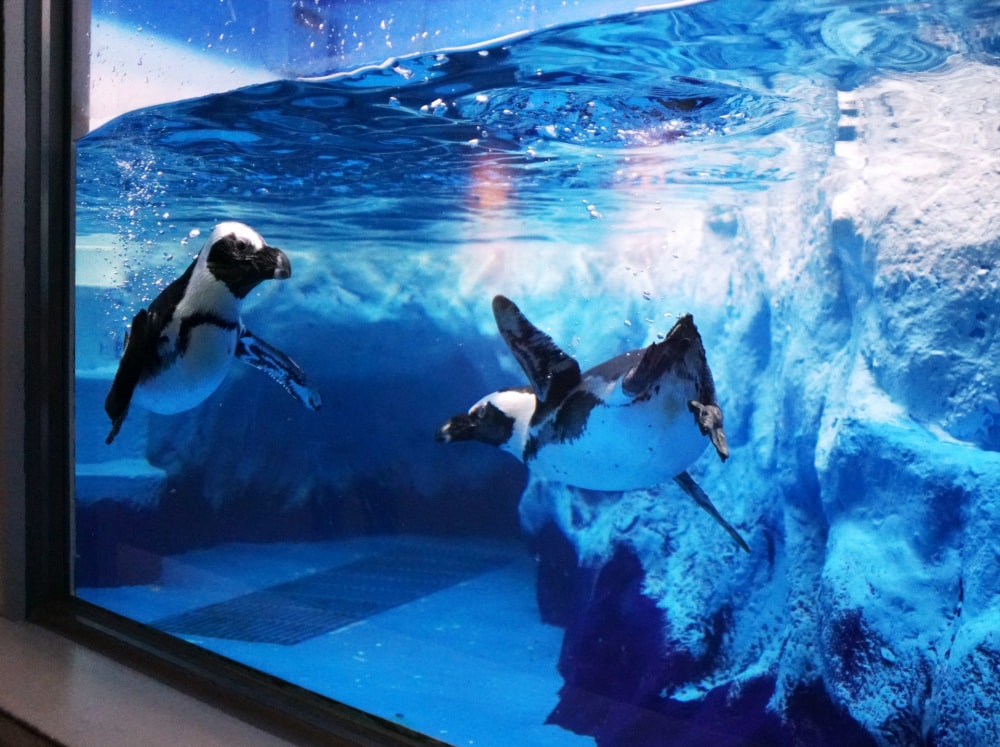 新さっぽろサンピアザ水族館の写真2