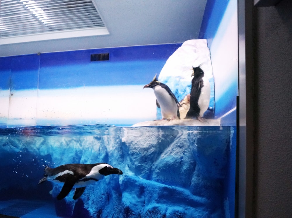 新さっぽろサンピアザ水族館の写真3