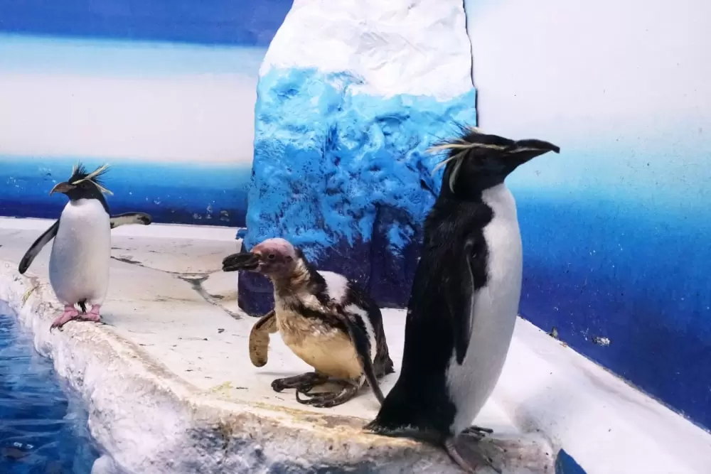 新さっぽろサンピアザ水族館の写真1