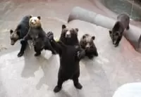 昭和新山熊牧場