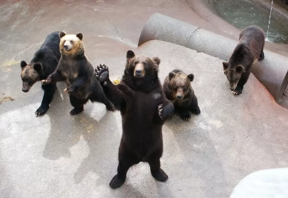 昭和新山熊牧場の写真1