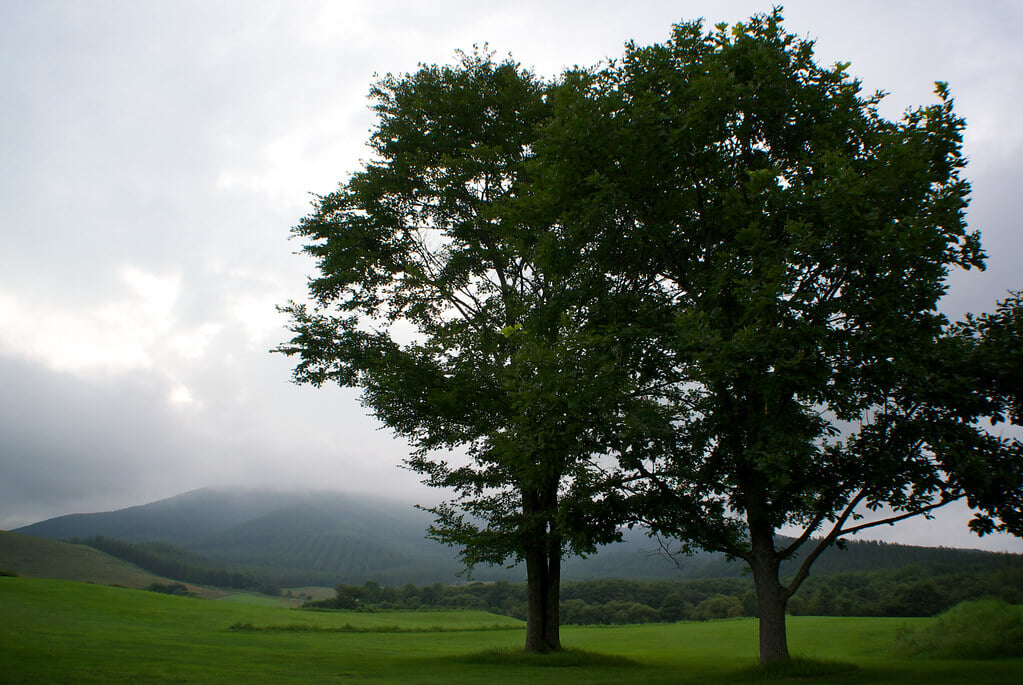十勝千年の森の写真2
