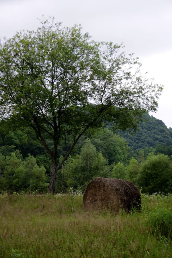 十勝千年の森の写真4