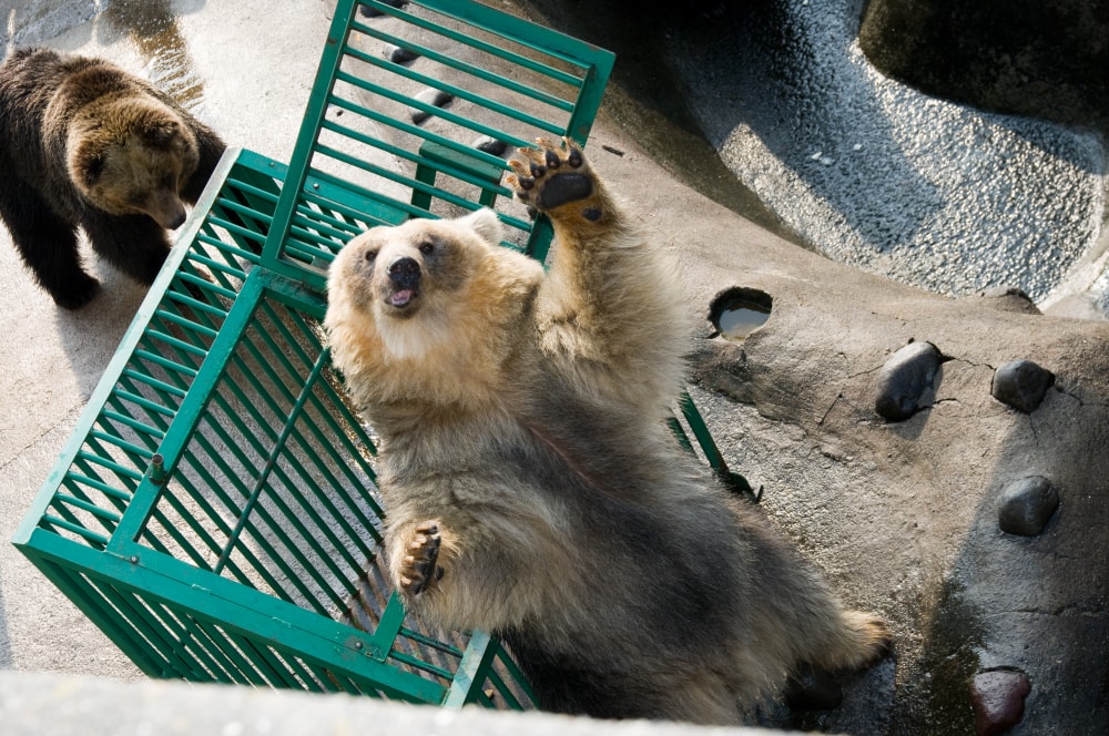 のぼりべつクマ牧場の写真3