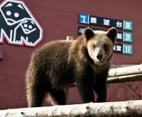 のぼりべつクマ牧場
