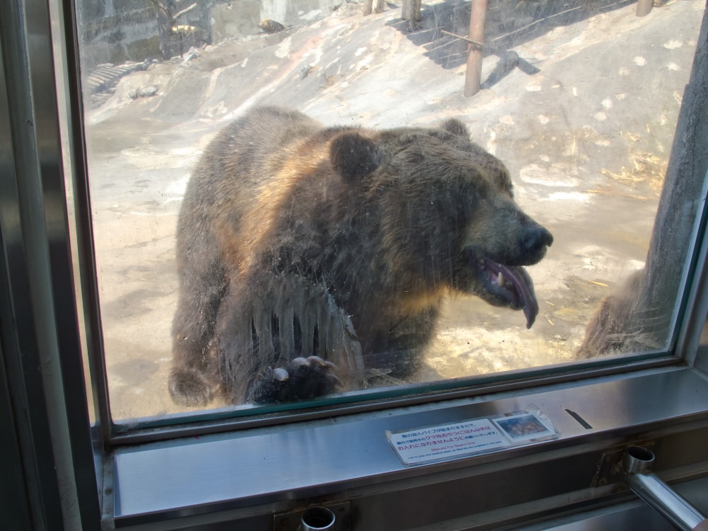 のぼりべつクマ牧場の写真7