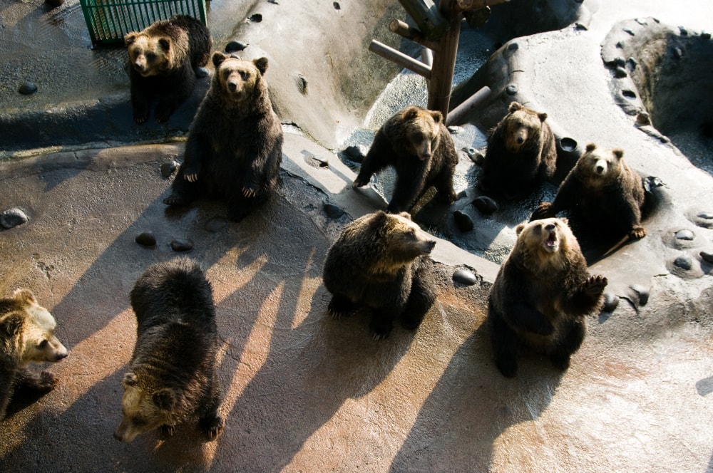 のぼりべつクマ牧場の写真8