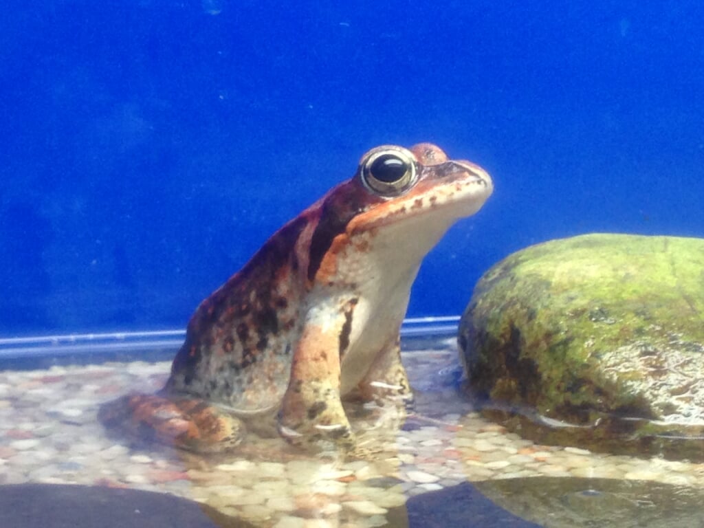 サケのふるさと千歳水族館の写真2