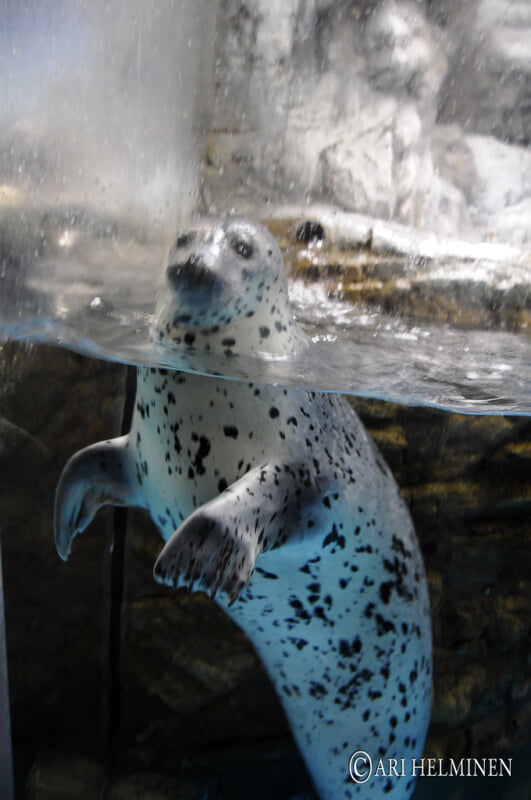 青森県営 浅虫水族館の写真2