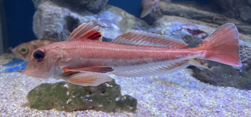青森県営 浅虫水族館の写真5