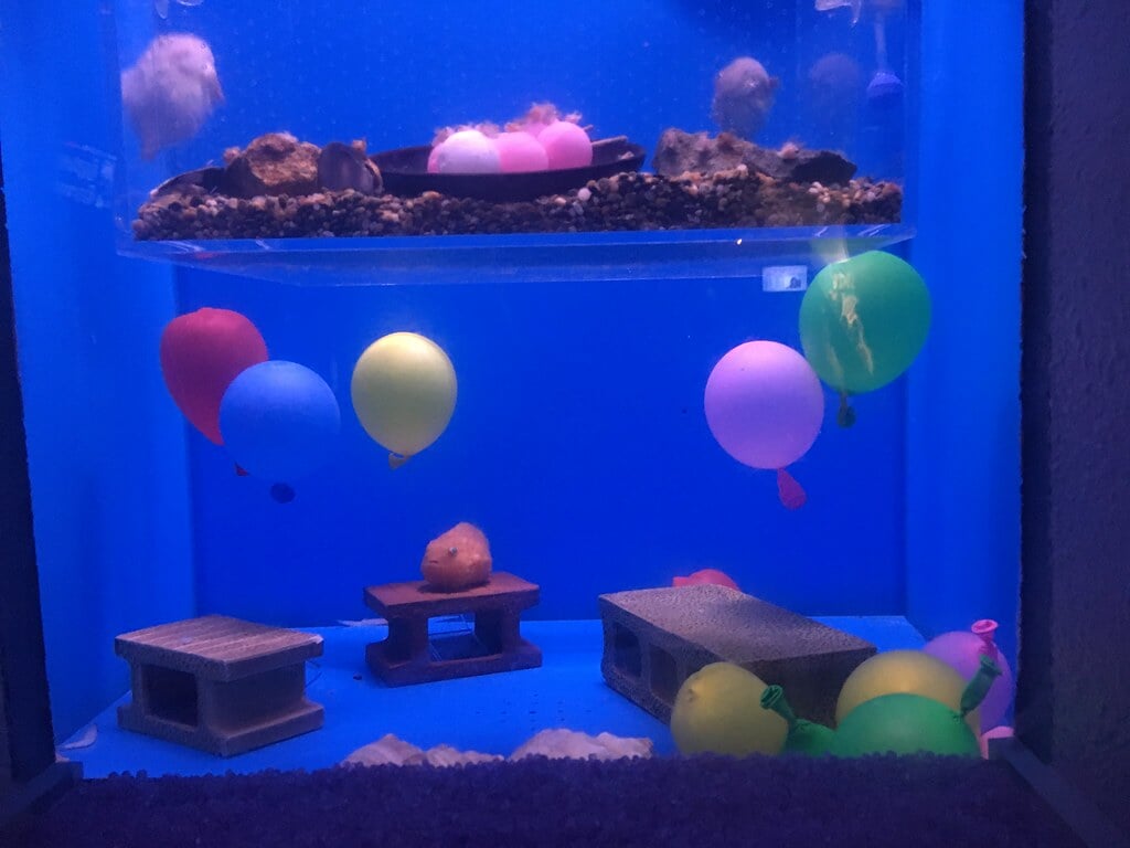 青森県営 浅虫水族館の写真7