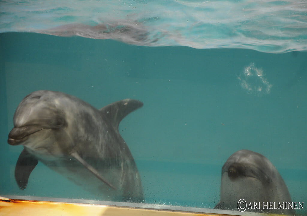 青森県営 浅虫水族館の写真13