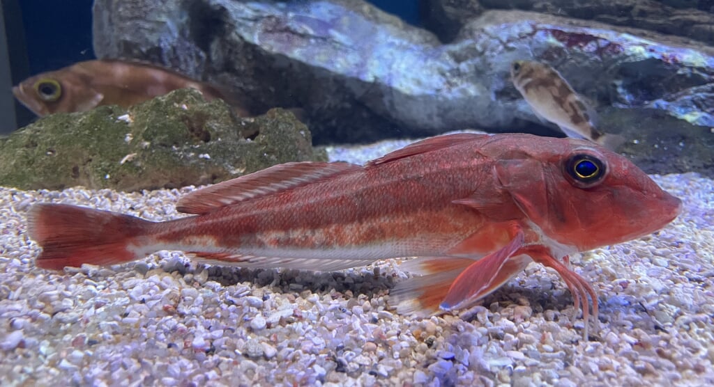 青森県営 浅虫水族館の写真14