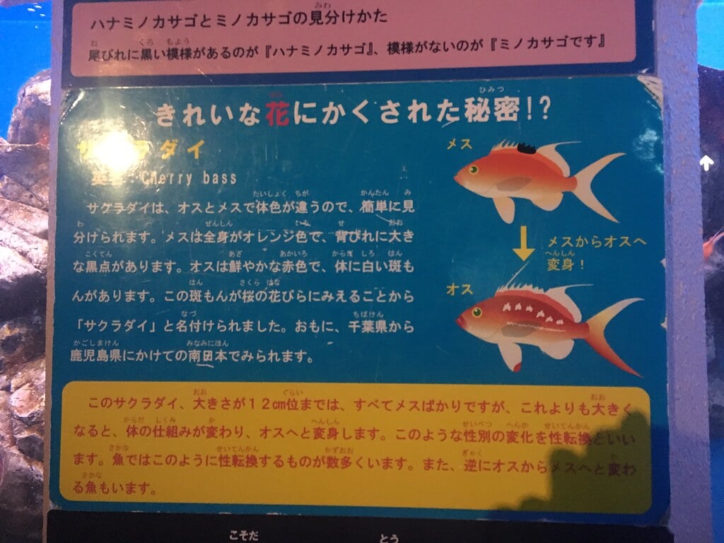 青森県営 浅虫水族館の写真15
