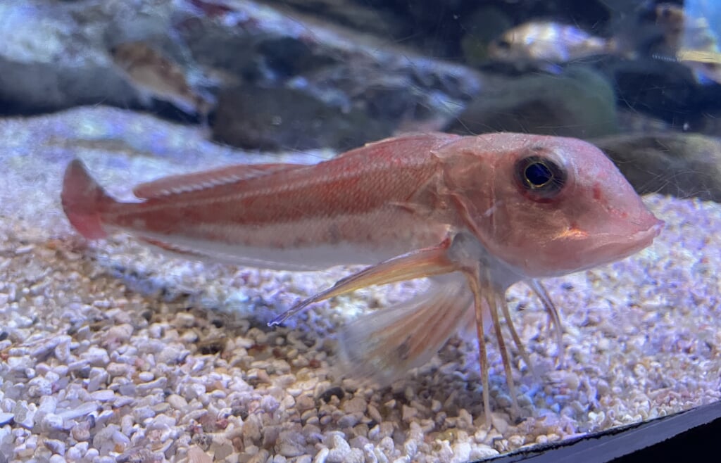 青森県営 浅虫水族館の写真19