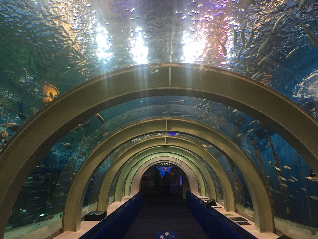 青森県営 浅虫水族館の写真20
