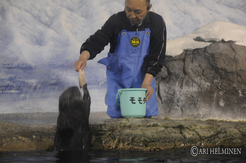 青森県営 浅虫水族館の写真21