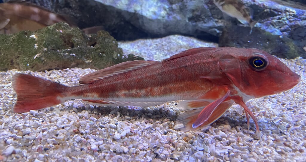 青森県営 浅虫水族館の写真23