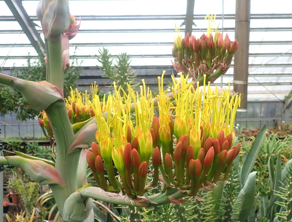 夜越山サボテン園の写真2