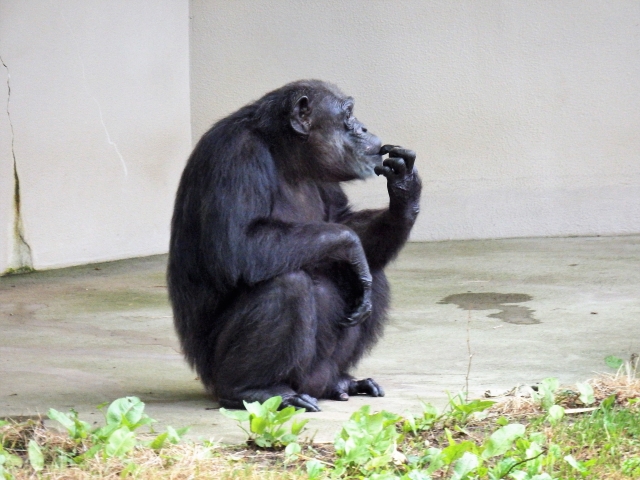 秋田市 大森山動物園の写真2