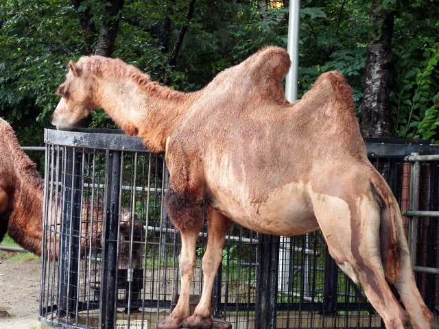 秋田市 大森山動物園の写真3