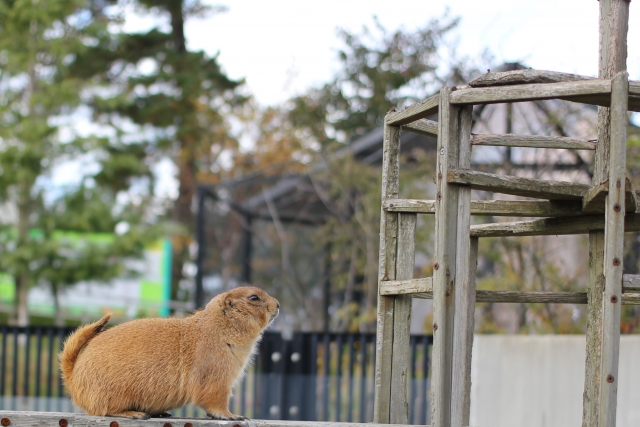 秋田市 大森山動物園の写真4