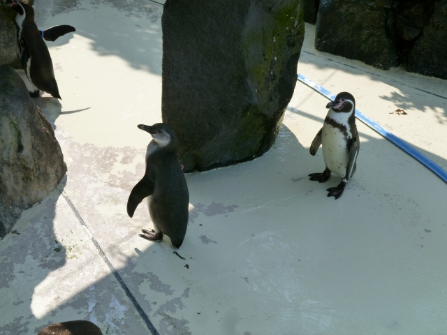 秋田市 大森山動物園の写真5