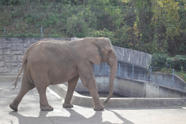 秋田市 大森山動物園の写真6
