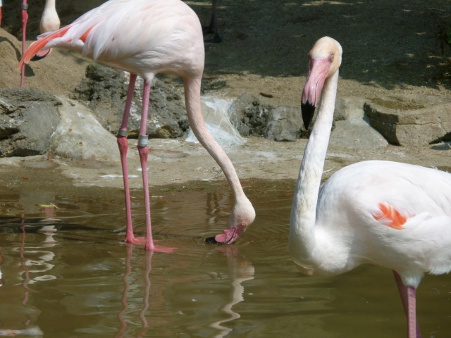 秋田市 大森山動物園の写真7