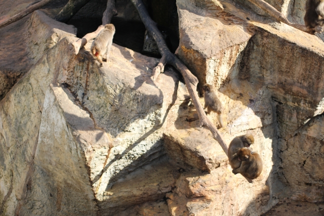 秋田市 大森山動物園の写真8