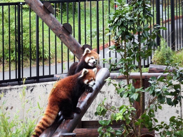 秋田市 大森山動物園の写真9