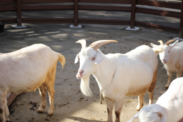 秋田市 大森山動物園の写真10