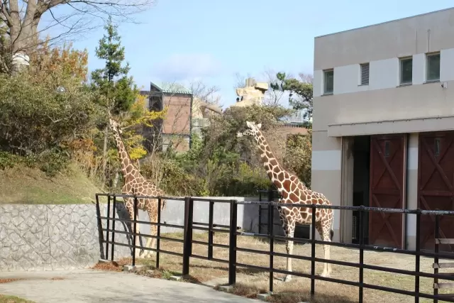 秋田市 大森山動物園の写真1