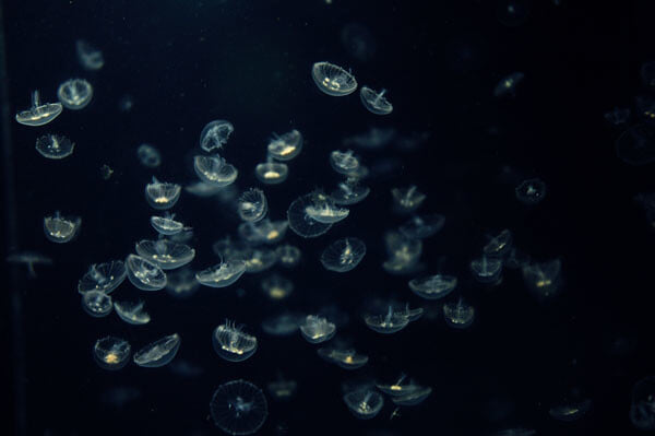 男鹿水族館 GAOの写真4