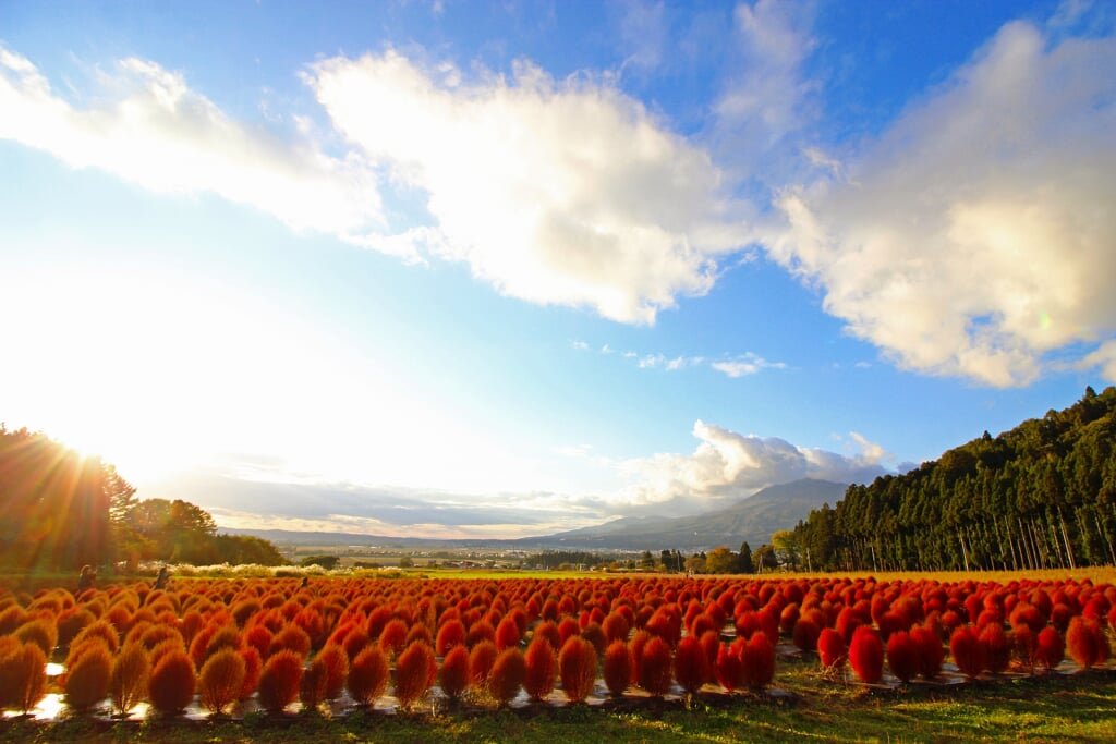 猪苗代ハーブ園の写真4