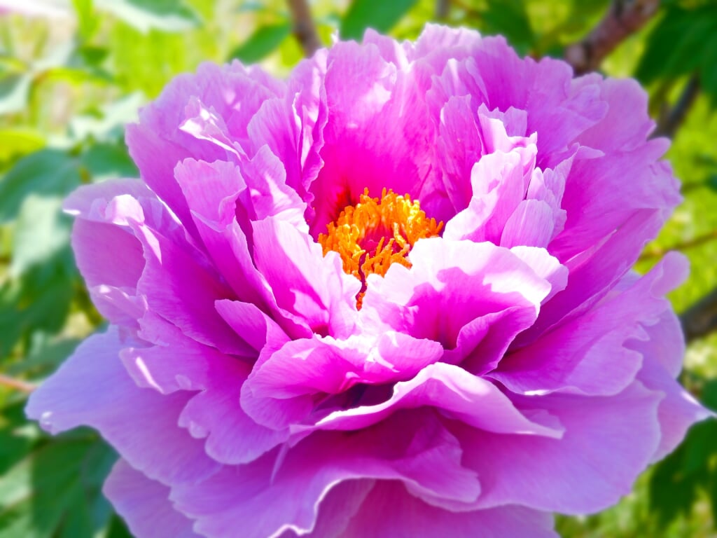 国指定名勝 須賀川の牡丹園の写真2