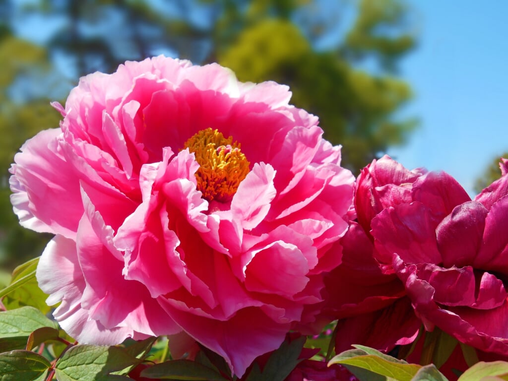 国指定名勝 須賀川の牡丹園の写真1