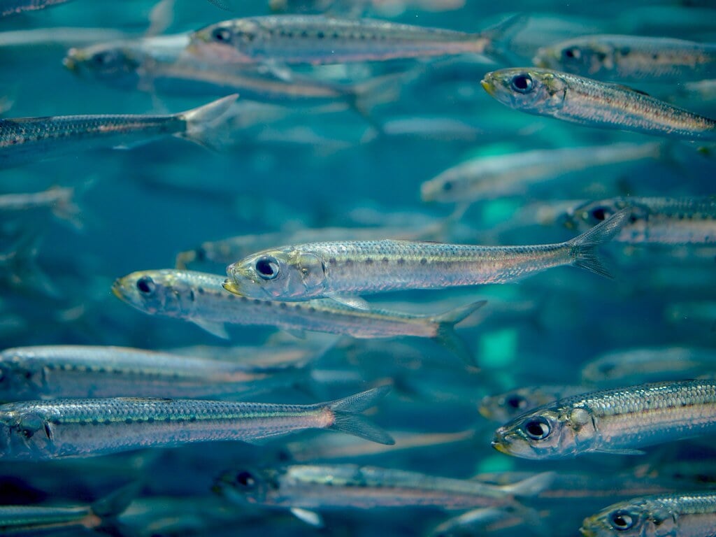 アクアマリンふくしま(ふくしま海洋科学館)の写真2