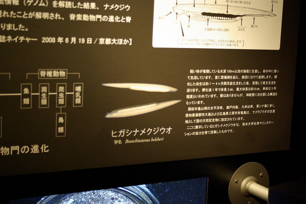 アクアマリンふくしま(ふくしま海洋科学館)の写真8