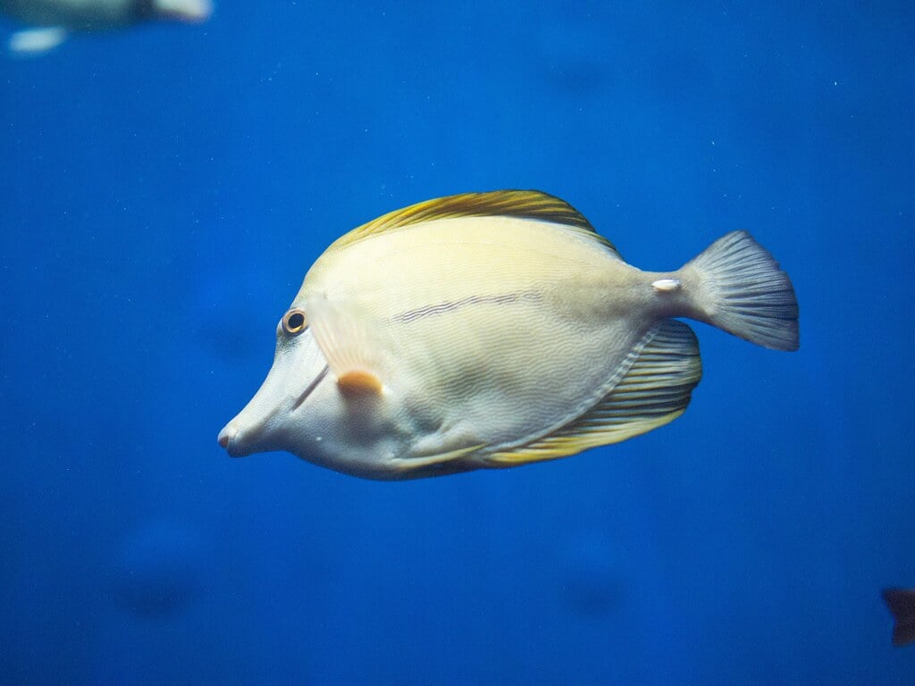 アクアマリンふくしま(ふくしま海洋科学館)の写真11