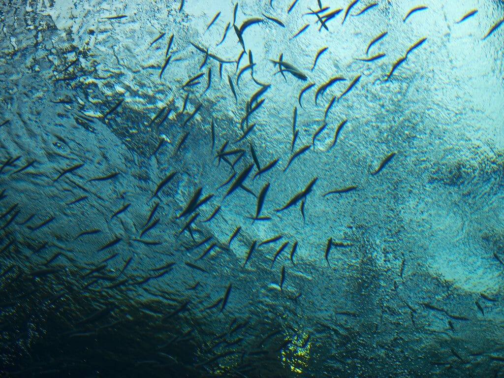 アクアマリンふくしま(ふくしま海洋科学館)の写真17