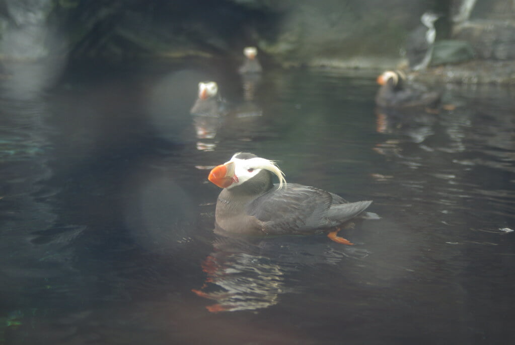 アクアマリンふくしま(ふくしま海洋科学館)の写真25