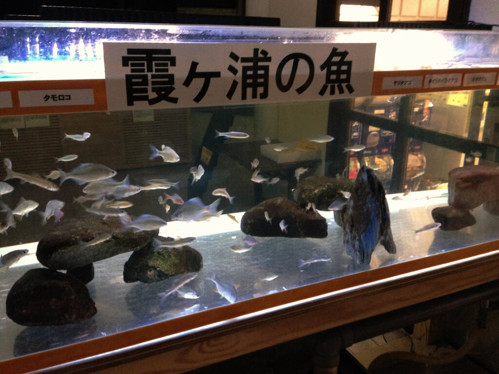 かすみがうら市水族館の写真2