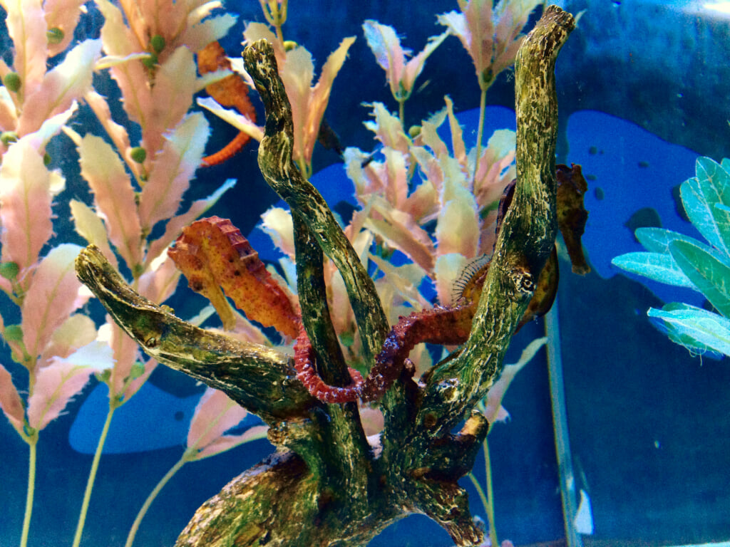 かすみがうら市水族館の写真3