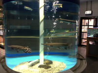 かすみがうら市水族館