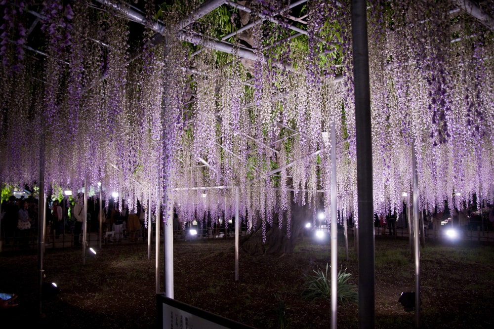 あしかがフラワーパークの写真2