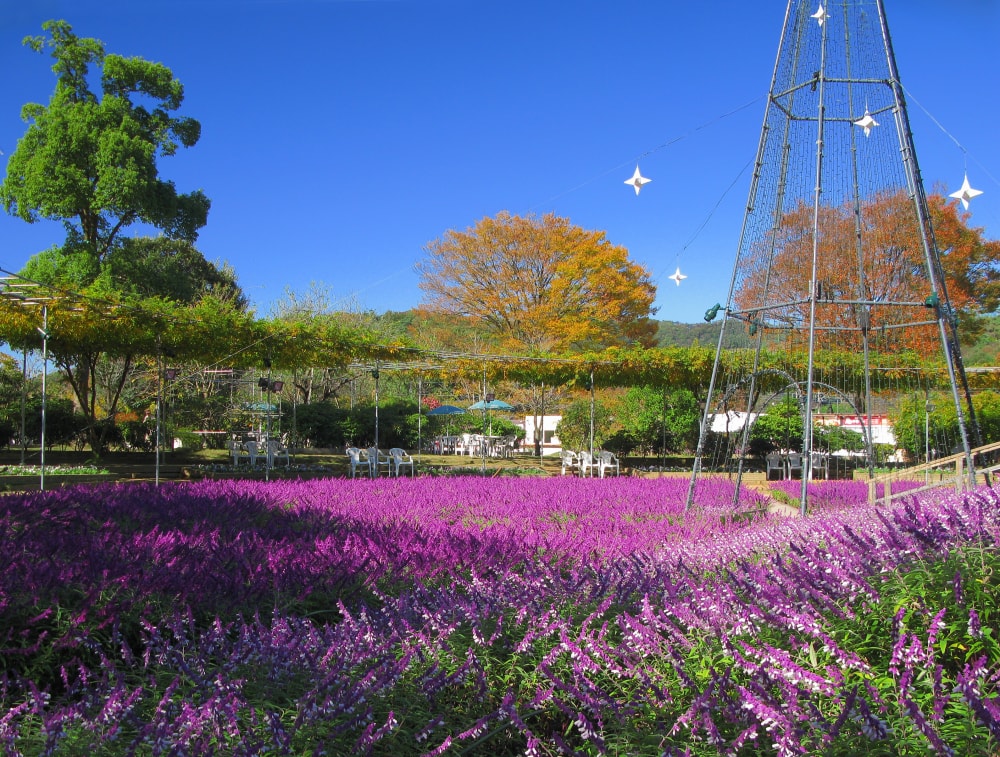あしかがフラワーパークの写真3