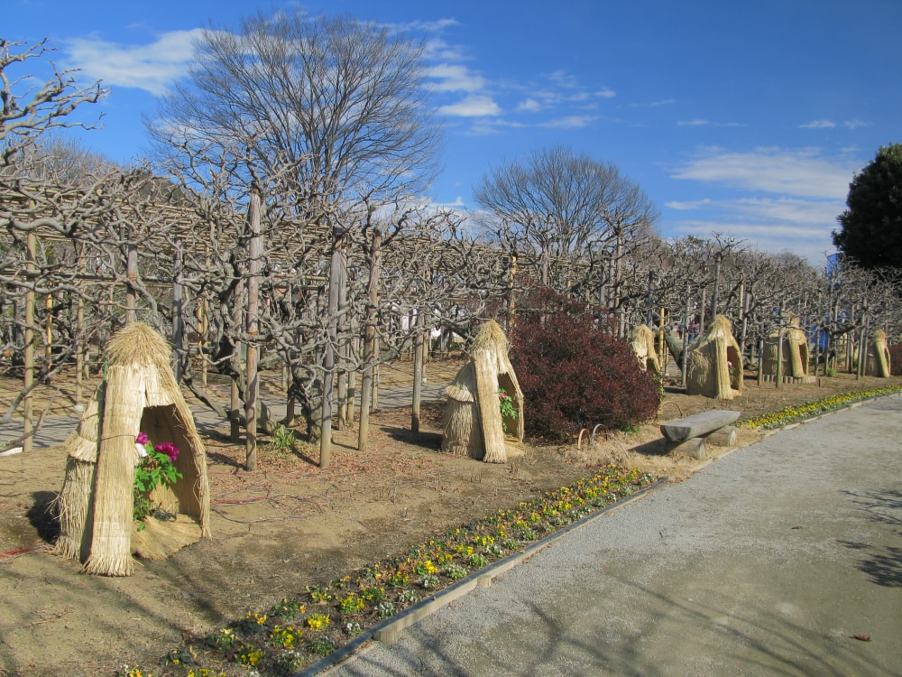 あしかがフラワーパークの写真4