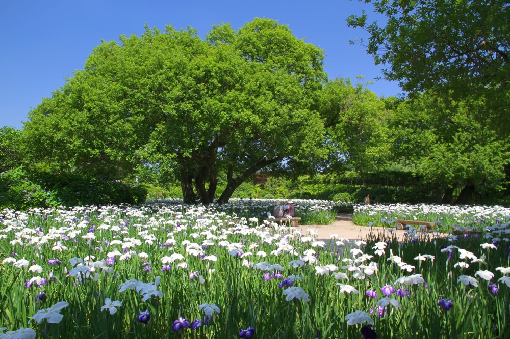 あしかがフラワーパークの写真5